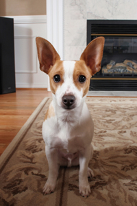 Dog and Fireplace